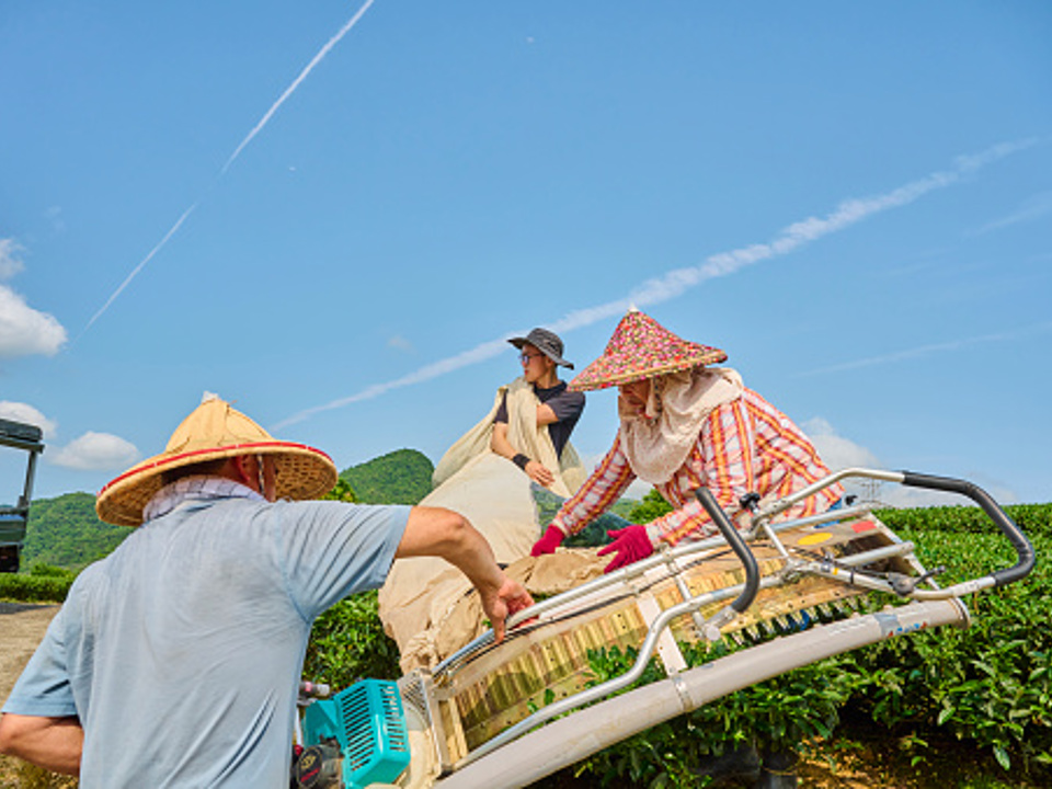 Asian farmer picks tea leaves