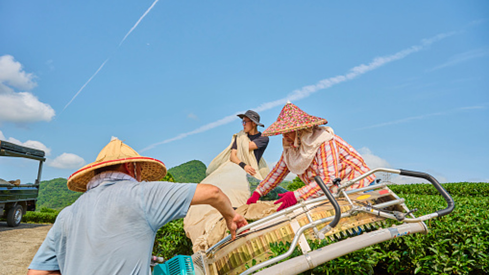 Asian farmer picks tea leaves